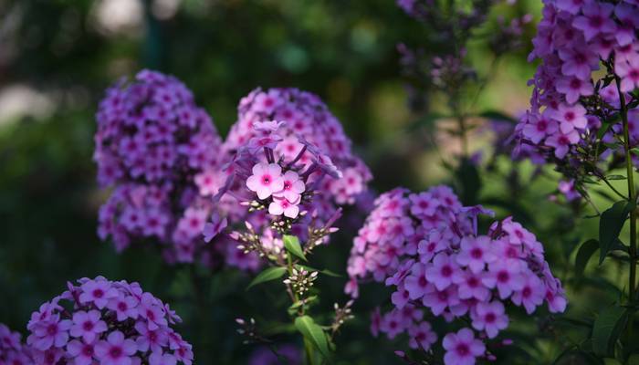 Anmutig präsentiert der Phlox seine außergewöhnlichen Blütenköpfe. Unser Bild zeigt den Phlox paniculata: Phlox Blumen im Blumengarten im August (Foto: shutterstock - photoPOU)