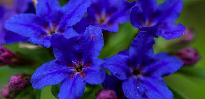 Die Blütenfarbe der Blauroten Steinsame verändert sich von einem purpur-rot hin zu blau-violett. (Foto: shutterstock - Burlacu Irina)