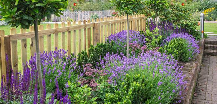 Der Lavendel ist ein wohlduftender Blickfang in jedem Pflanzenbeet. (Foto: shutterstock - Christine Bird)