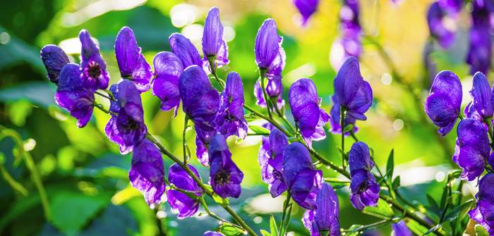 Der Eisenhut beeindruckt in den Sommermonaten durch seine auffällig intensive Blütenfärbung. (Foto: shutterstock - GrigoryL)