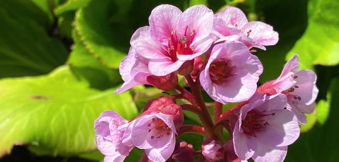 Die Bergenie bringt dank ihrer Blütenpracht Farbe in jedes Staudenbeet. (Foto: shutterstock - Mario Krpan)