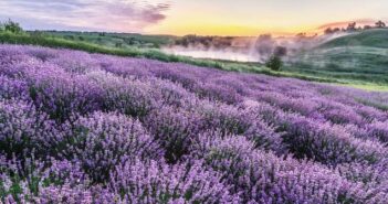 Lavendel (Lavandula angustifolia): wohlduftende Schönheit für die Seele (Foto: shutterstock - Valentyn Volkov)