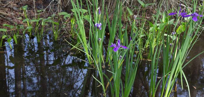 Die Sumpf-Iris mag es sumpfig bis nass und kann direkt in ein Gewässer gepflanzt werden. (Foto: shutterstock - aclaire)