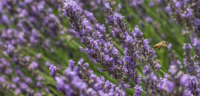 Die Blüten des Lavendel duften wohltuend aromatisch. (Foto: shutterstock - jakubtravelphoto)