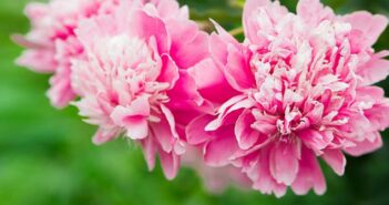 Staudenpfingstrose (Paeonia officinalis): die anmutige und mehrjährige Sonnenanbeterin (Foto: shutterstock - Surkova.photo)