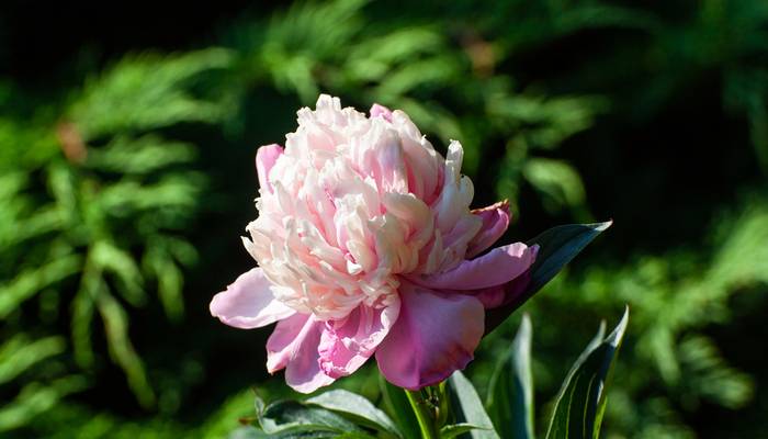 Die Staudenpfingstrose (Paeonia officinalis) wertet jeden Blumenstrauß auf - sollte aber auch zwischen Katzenminze, Storchschnabel und Rittersporn nicht fehlen. (Foto: shutterstock - Marek Durajczyk)