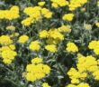 11 Gelbe Staudenpflanzen für Ihren Garten (Foto: AdobeStock - Martina)