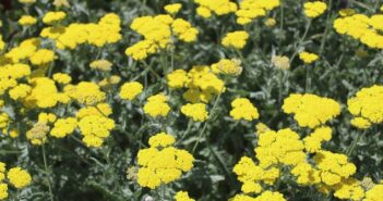11 Gelbe Staudenpflanzen für Ihren Garten (Foto: AdobeStock - Martina)