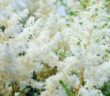 11 Weiße Staudenpflanzen für Ihren Garten (Foto: AdobeStock - delobol)