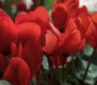 11 Rote Staudenpflanzen für Ihren Garten (Foto: shutterstock - Gonzalo de Miceu)