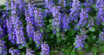 15 Blaue Staudenpflanzen für Ihren Garten (Foto: shutterstock - NagyG)