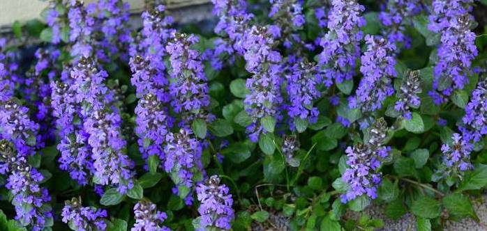 15 Blaue Staudenpflanzen für Ihren Garten (Foto: shutterstock - NagyG)