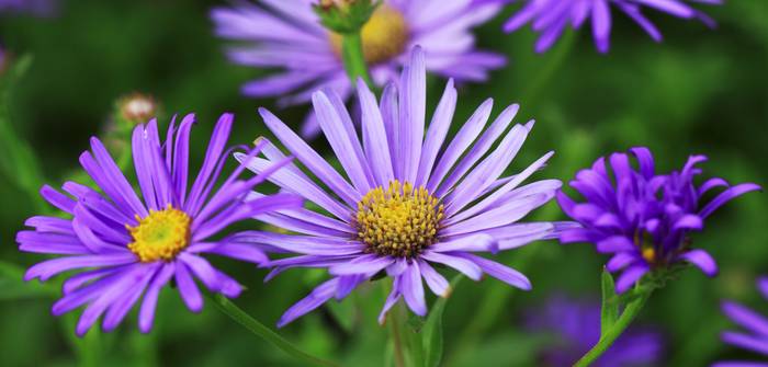 Die Blüten der Großblatt-Aster sind zwischen Juli und August zu bewundern. (Foto: AdobeStock - Jolanta Mayerberg)