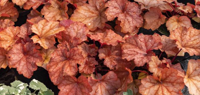 Die orange-gelben Blätter des Samthaarigen Silberglöckchens sind auch im Winter schmückend. (Foto: AdobeStock - wjarek)