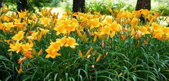 Jede Blüte der Taglilie hält nur einen einzigen Tag, daher der Name. (Foto: shutterstock - Mariola Anna S)