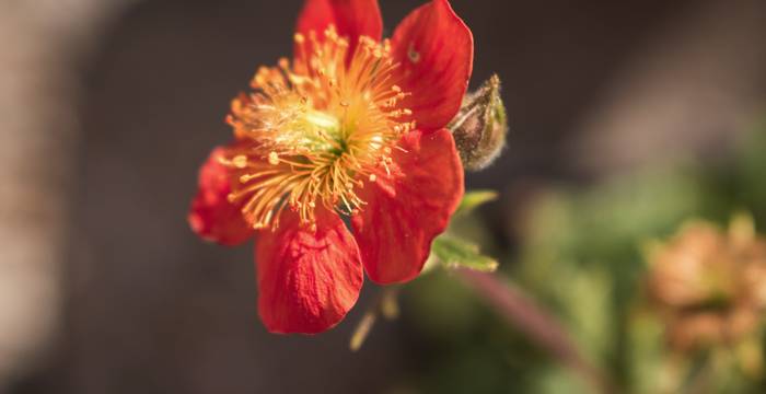 Der Nelkenwurz ist mit seiner offenen Blüte eine insektenfreundliche Staude. (Foto: shutterstock - Nikolett Emmert)