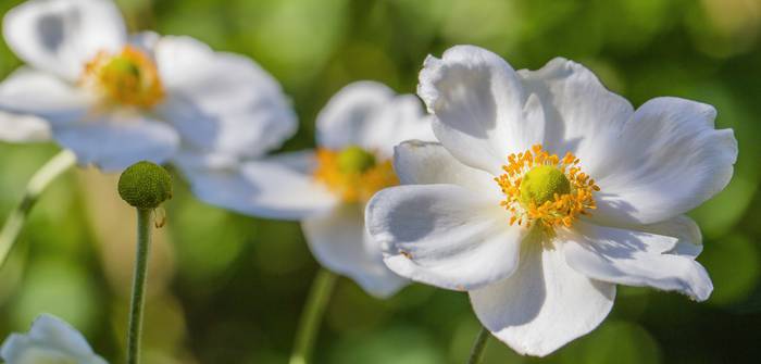 Die Herbst-Anemone ist äußerst insektenfreundlich. (Foto: AdobeStock - HildaWeges)