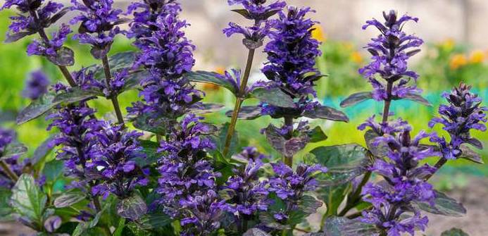 In der Blütezeit von April bis Juni kann die blau-violette Pracht des Kriechenden Günsel bewundert werden. (Foto: shutterstock - Khalangot Sergey L)