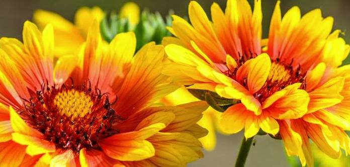 Die Kokardenblume zieht mit ihren außergewöhnlichen Blüten die Blicke auf sich – diese zeigen sich gelb, orange, rot oder auch mehrfarbig. (Foto: shutterstock - Korovin Aleksandr)