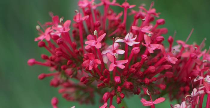 Die rote Spornblume ist ein echter Blickfang  im Garten. (Foto: shutterstock - Stan Banash)