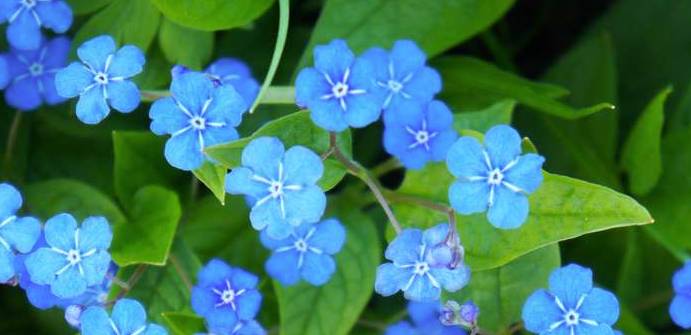 Das Gedenkemein zieht zwischen April und Mai mit bezaubernden blauen Blüten Blicke auf sich. (Foto: shutterstock - mizy)