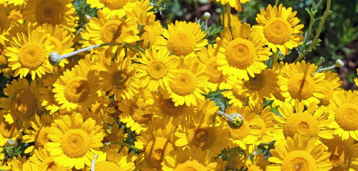 Die Blüten der Färberkamille zeigen sich zwischen Juni und September – schlicht, aber strahlend. (Foto: AdobeStock - M. Schuppich)