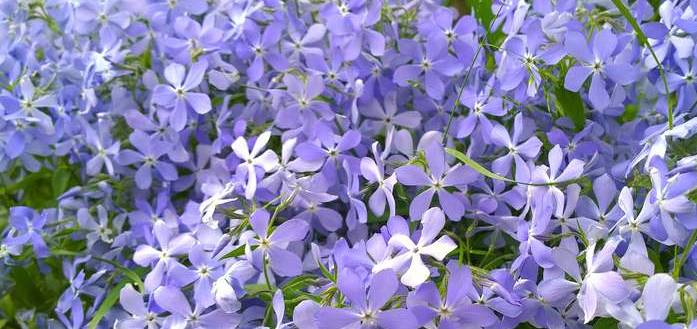 Der Polster-Phlox bildet attraktive blauen Blütenpolster. Auch in anderen Farben verschönert er den Garten. (Foto: shutterstock - NVS my world)