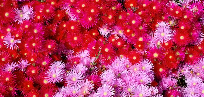 Die Teppich-Aster zeigt ihre hübschen Blüten von August bis weit in den Oktober. (Foto: shutterstock - funboxphoto)