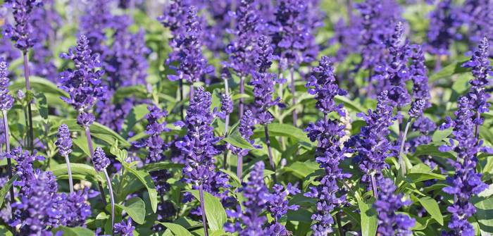 Der Steppensalbei strahlt in der Sorte „Blauhügel“ mit blauen Blüten. Daneben gibt es zahlreiche andere Sorten mit diversen Farben. (Foto: AdobeStock - M. Schuppich)