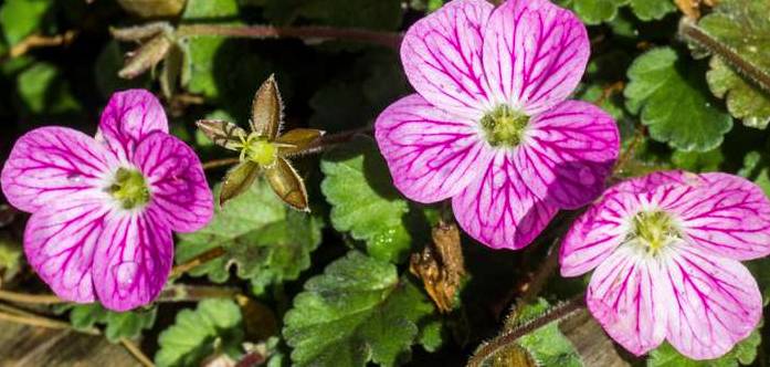Die rosa Blüten des Reiherschnabels sind Magnet für Bienen. (Foto: shutterstock - Dave Denby Photography)