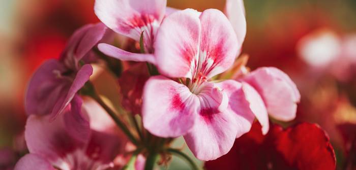 Der Storchschnabel punktet mit einer langen Blühzeit. (Foto: Adobe Stock - annanahabed)