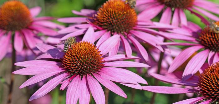 Der Purpursonnenhut ist mit seinen schlichten, aber farbenfrohen Blüten eine Pracht für jeden Garten. (Foto: Adobe Stock - M. Schuppich)