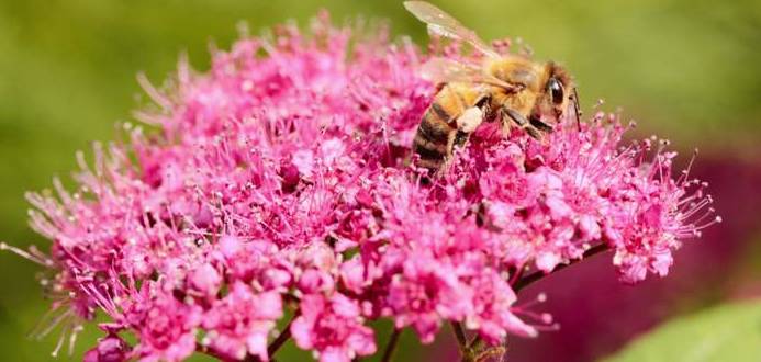 Der Wasserdost bevorzugt den Halbschatten und lockt die Bienen dort mit seinen schönen Blütenkörbchen. (Foto: shutterstock - Alex_Zet)