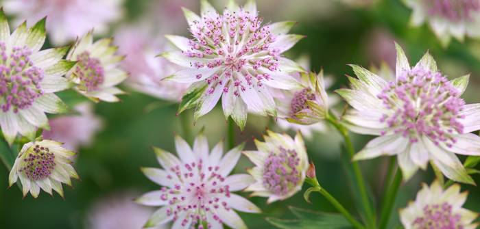 Die Blüten der Sterndolde stehen in einfachen Dolden zusammen. (Foto: Adobe Stock - Maksims)