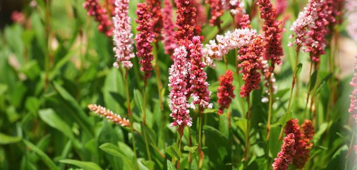 Die Blüten des Schneckenknöterich erscheinen anfänglich rosa und verfärben sich beim Verblühen rot. (Foto: AdobeStock - Axel Gutjahr)