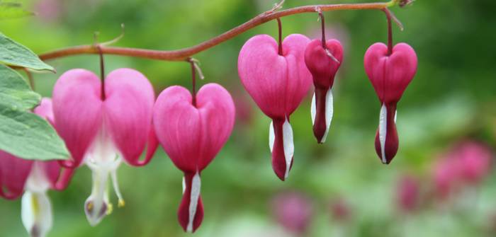 Die Blüten des Tränenden Herzen waren Namensgeber der schönen Staude. (Foto: AdobeStock - Ideenkoch)
