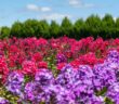 Gartenplan: Diese 3 Beispiele haben mir am Besten gefallen