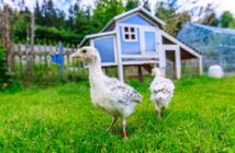 Ein Hühnerstall im Garten: Tipps für Anfänger ( Foto: Adobe Stock-filmbildfabrik )