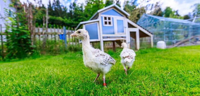Ein Hühnerstall im Garten: Tipps für Anfänger ( Foto: Adobe Stock-filmbildfabrik )