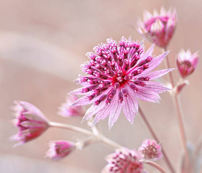 Sterndolden eignen sich hervorragend für abschattige Bereiche im Garten oder auf dem Balkon. (Foto: AdobeStock - Iwona 441383234)