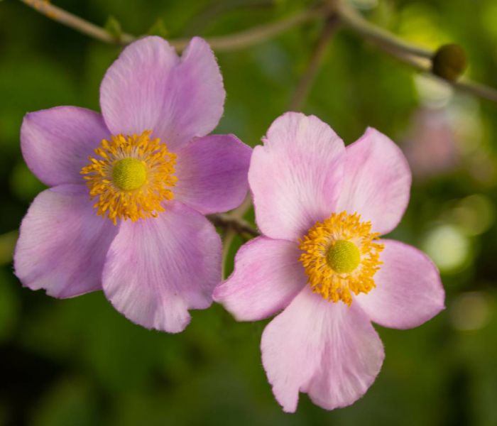 Herbst-Anemonen bevorzugen absonnige Standorte. (Foto: AdobeStock - Carla 375918866)