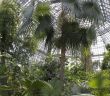 Berliner Institutionen retten bedrohte Wildpflanzen auf der (Foto: I. Haas, Botanischer Garten und Botanisches Museum Berlin)