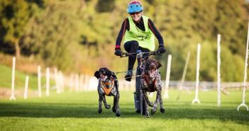 Harzer-Luchstrail: Spannende Schlittenhunderennen auf der Galopprennbahn in Bad (Foto: Kur-, Tourismus- und Wirtschaftsbetriebe der Stadt Bad Harzburg GmbH)