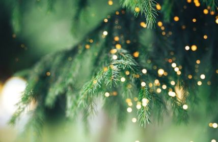 Rückgang des Weihnachtsbaumimports - Chance für (Foto: AdobeStock - nastassiya 372953356)