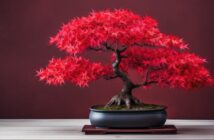 Der Bonsai Baum als gefragte Zimmerpflanze: Definition, Schnitt und Tipps zur Pflege (Foto: AdobeStock - 646335649 mimadeo)