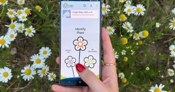 Pflanzenbeobachtungs-Apps liefern genaue Daten zur (Foto: Flora Incognita)